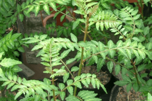 山椒の木は自宅の敷地に植えたらダメ